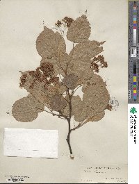 Tilia amurensis image