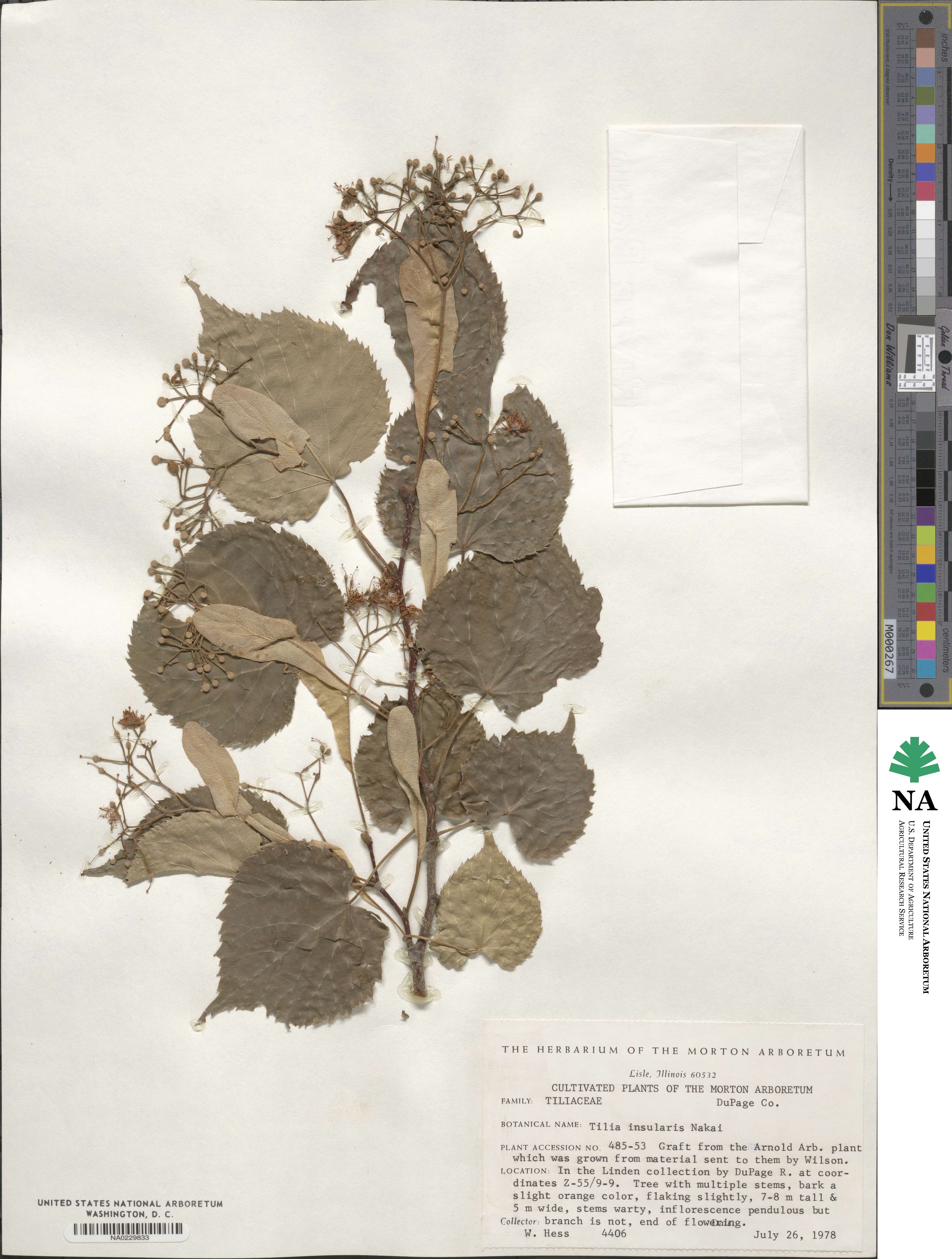 Tilia amurensis image