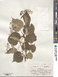 Tilia amurensis image