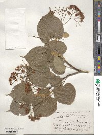 Tilia amurensis image