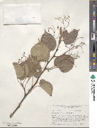 Tilia amurensis image