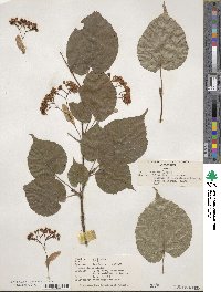 Tilia amurensis image