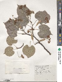 Tilia amurensis image