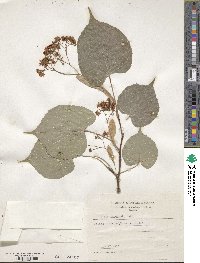 Tilia amurensis image