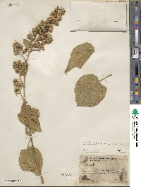 Pseudabutilon paniculatum image