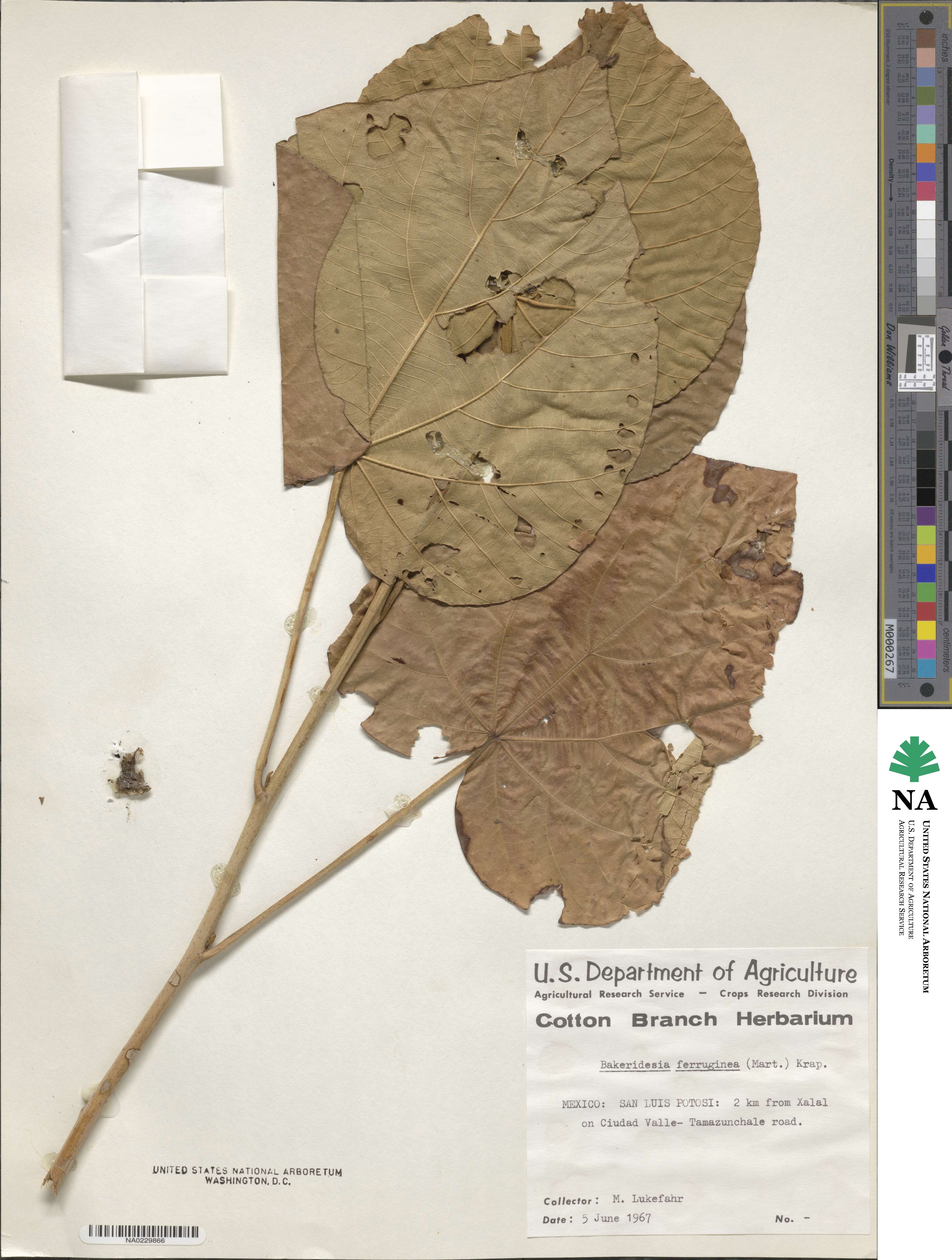 Bakeridesia ferruginea image