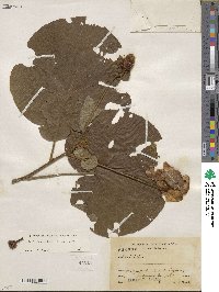 Image of Bakeridesia nelsonii