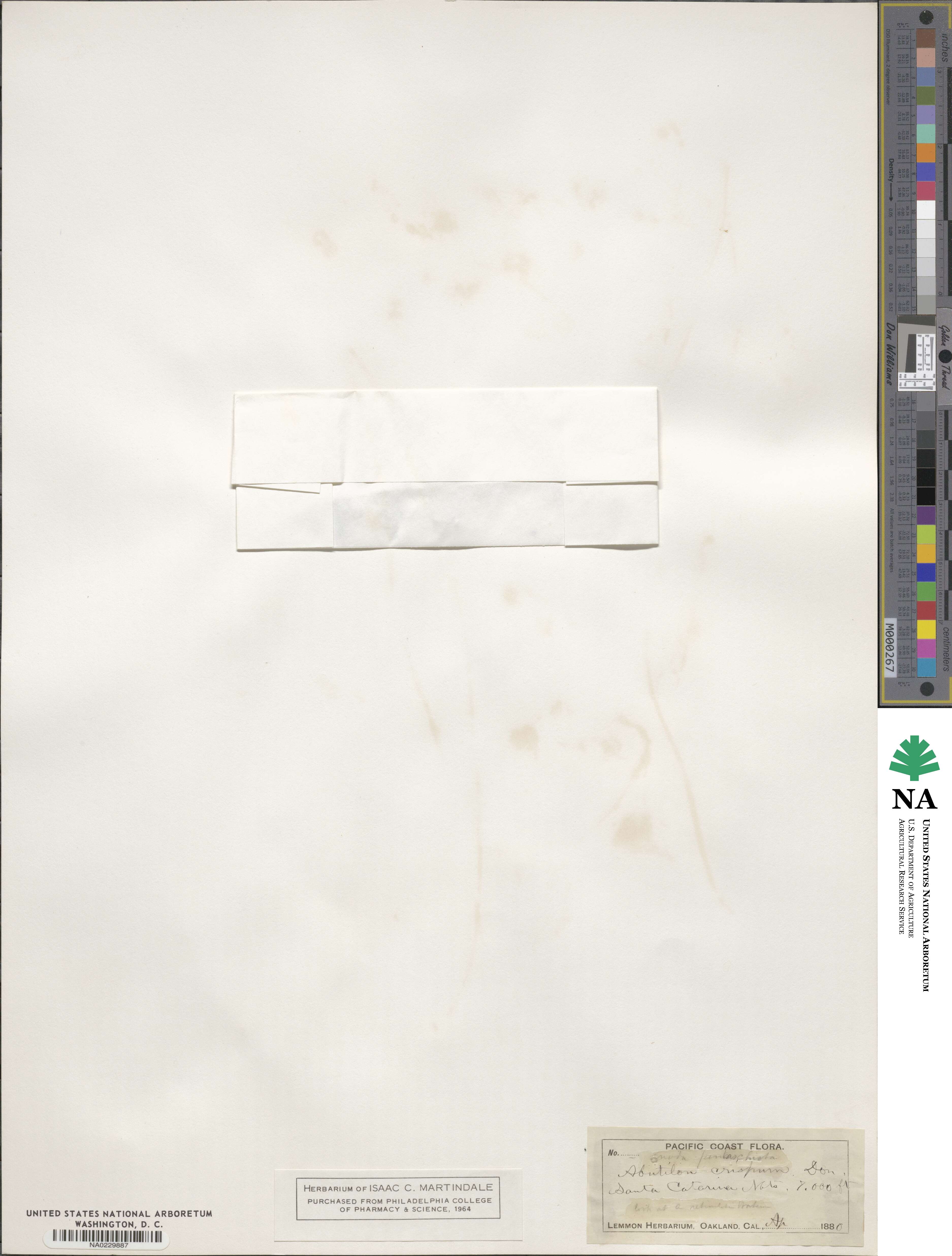 Herissantia crispa image