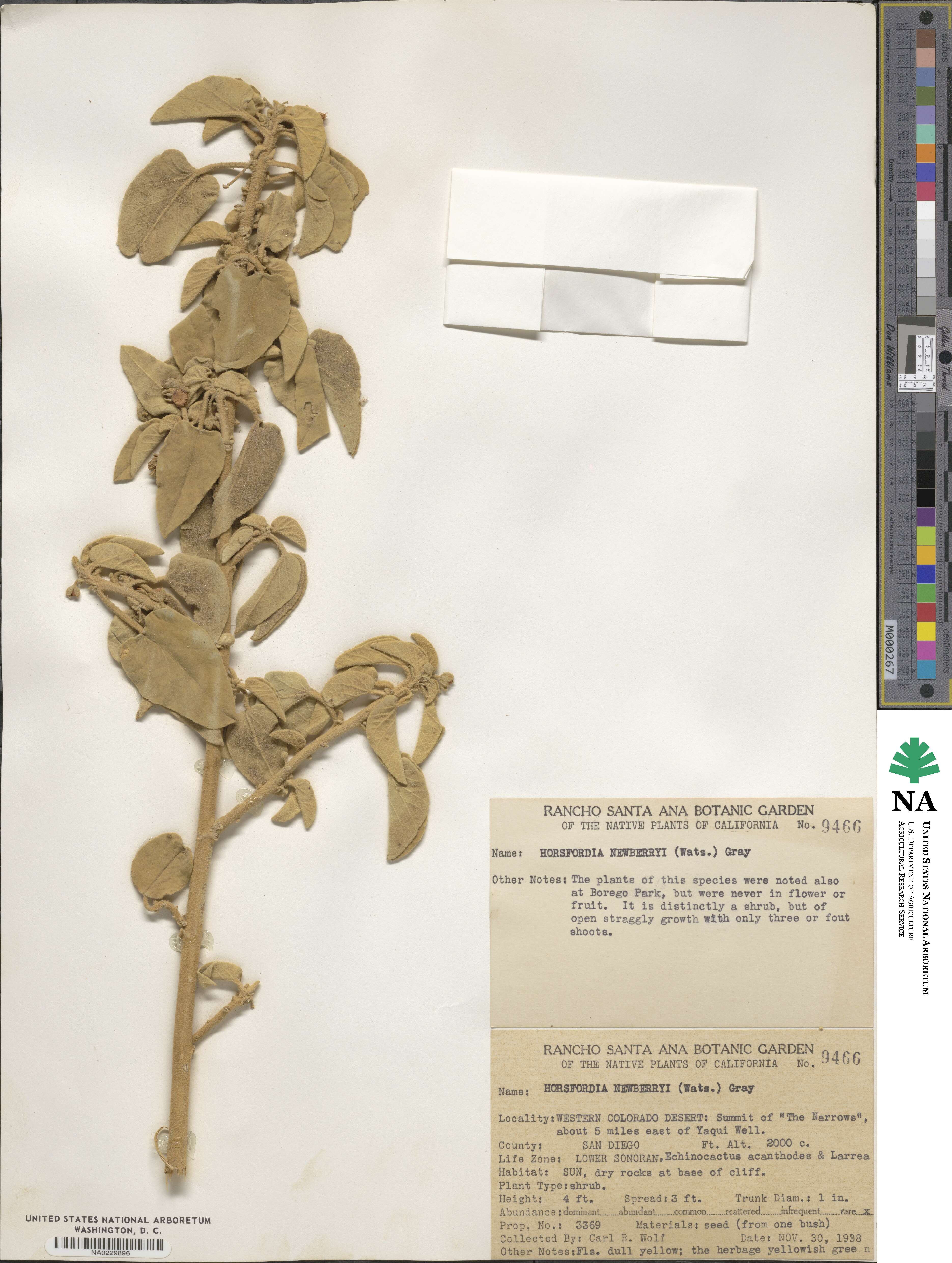 Horsfordia newberryi image