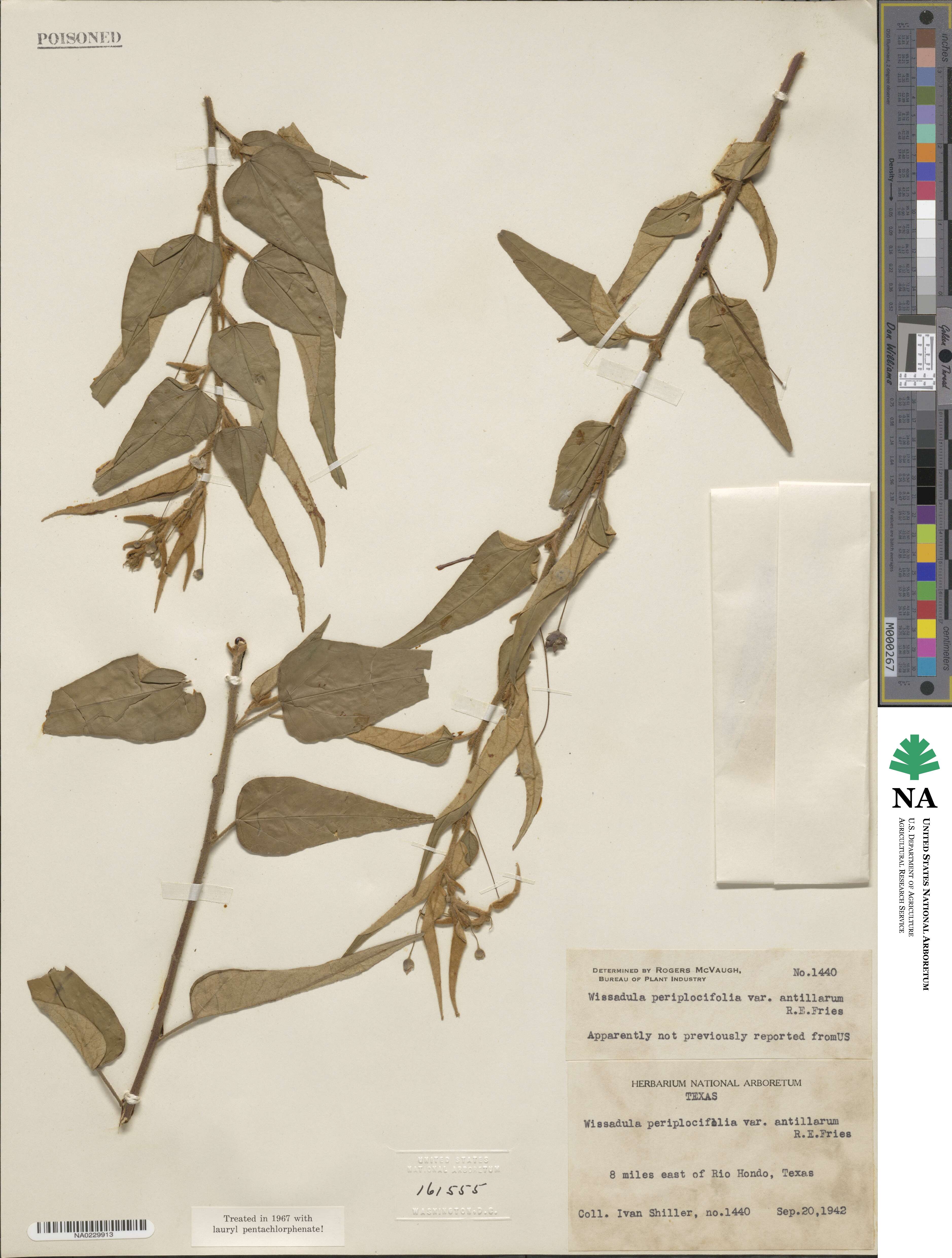 Wissadula periplocifolia image