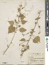 Bastardiastrum hirsutiflorum image