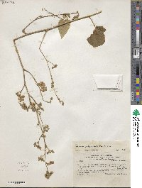 Wissadula periplocifolia image