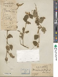 Wissadula periplocifolia image