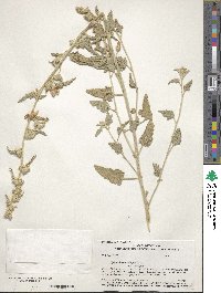 Sphaeralcea ambigua image