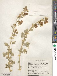 Sphaeralcea ambigua image