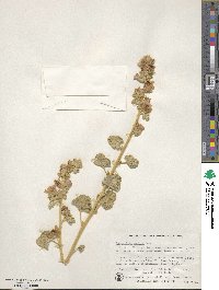 Sphaeralcea ambigua image