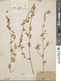 Sphaeralcea ambigua image