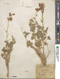 Sphaeralcea ambigua image