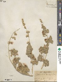 Sphaeralcea ambigua image