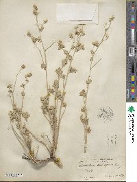 Sphaeralcea ambigua image