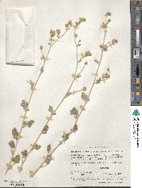 Sphaeralcea ambigua image