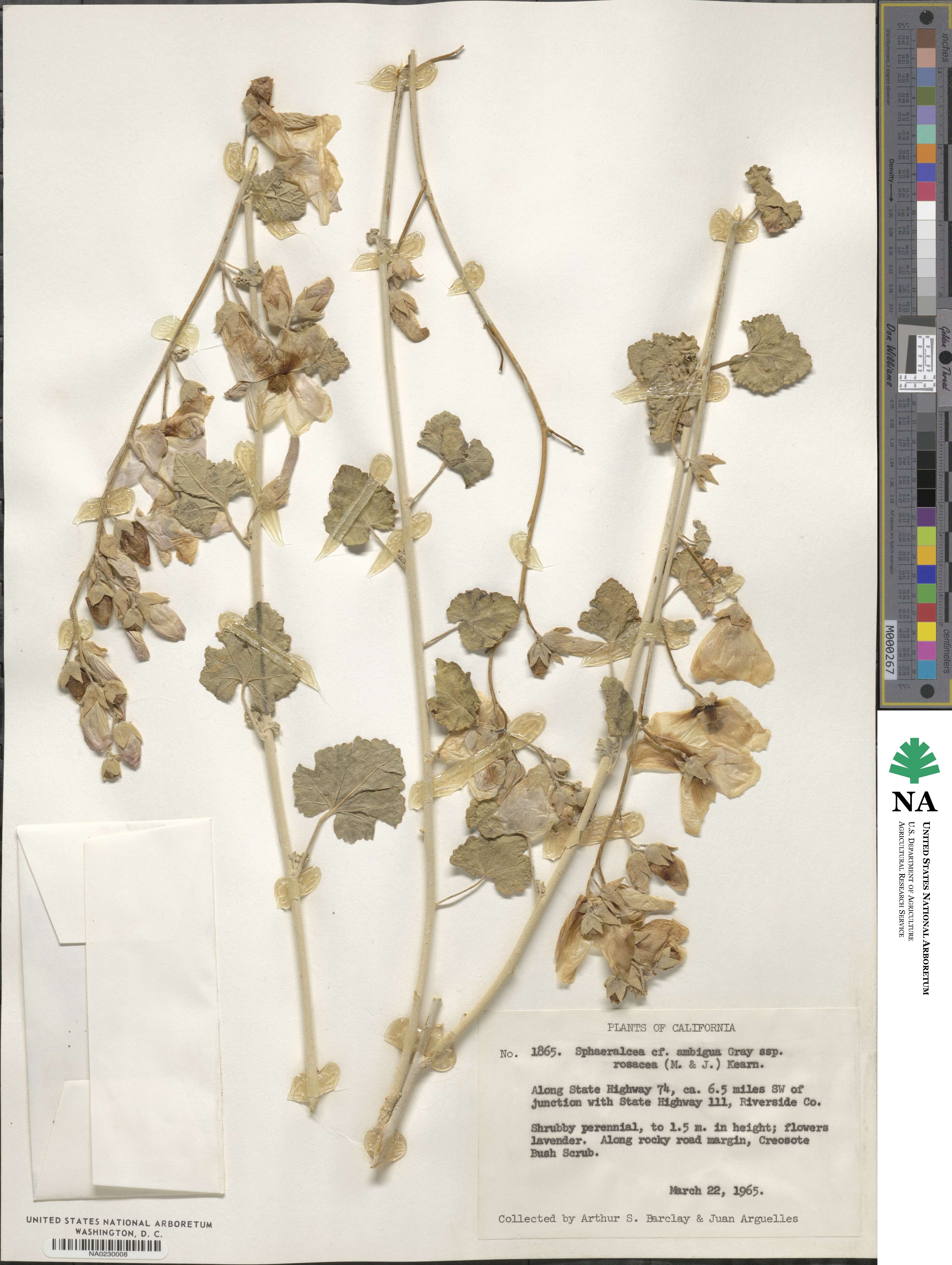 Sphaeralcea ambigua image