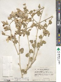 Sphaeralcea ambigua image