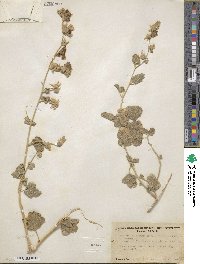 Sphaeralcea ambigua image