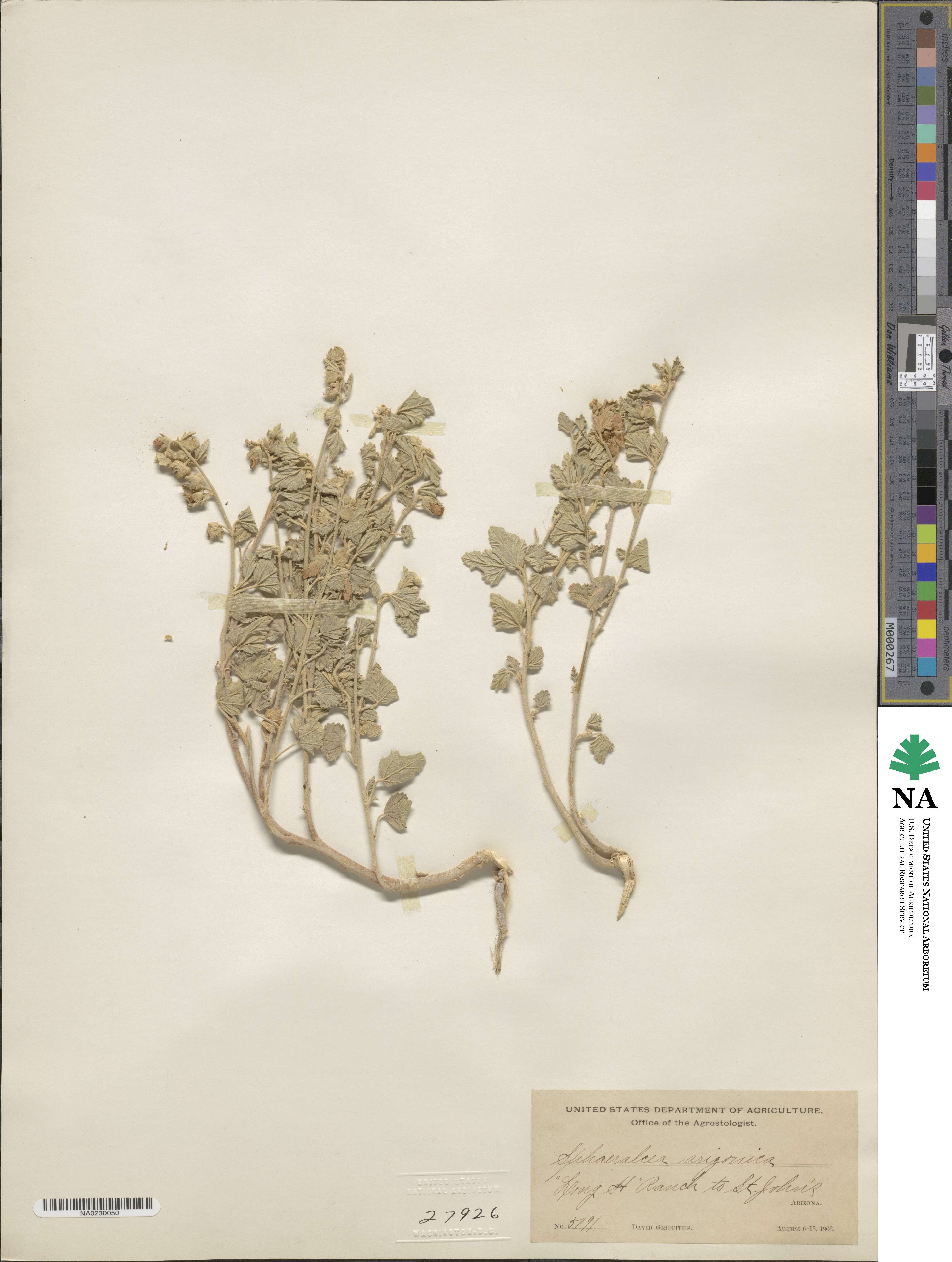 Sphaeralcea parvifolia image