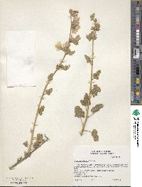 Sphaeralcea axillaris image