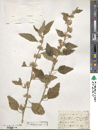 Sphaeralcea fendleri image