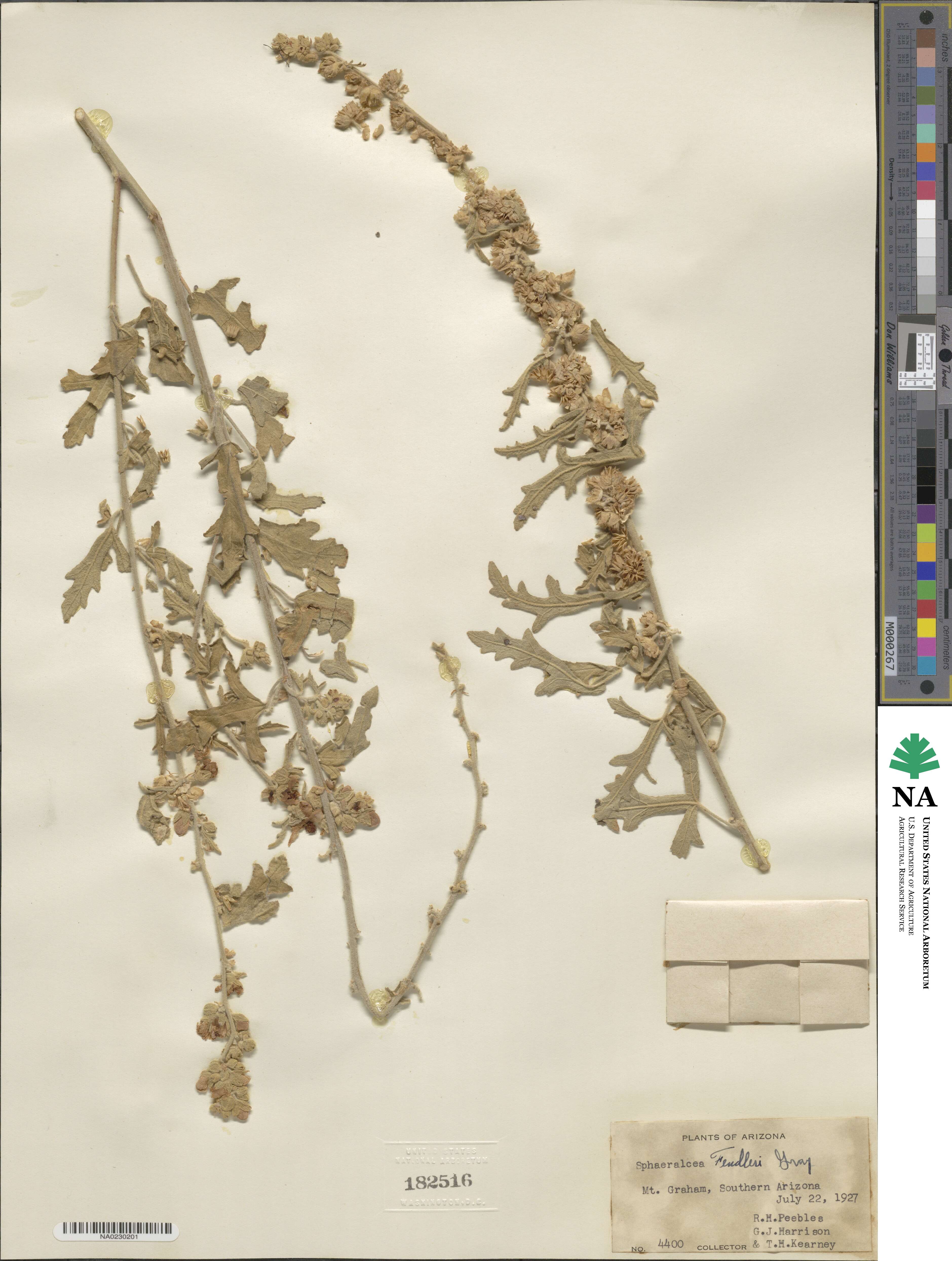Sphaeralcea fendleri image