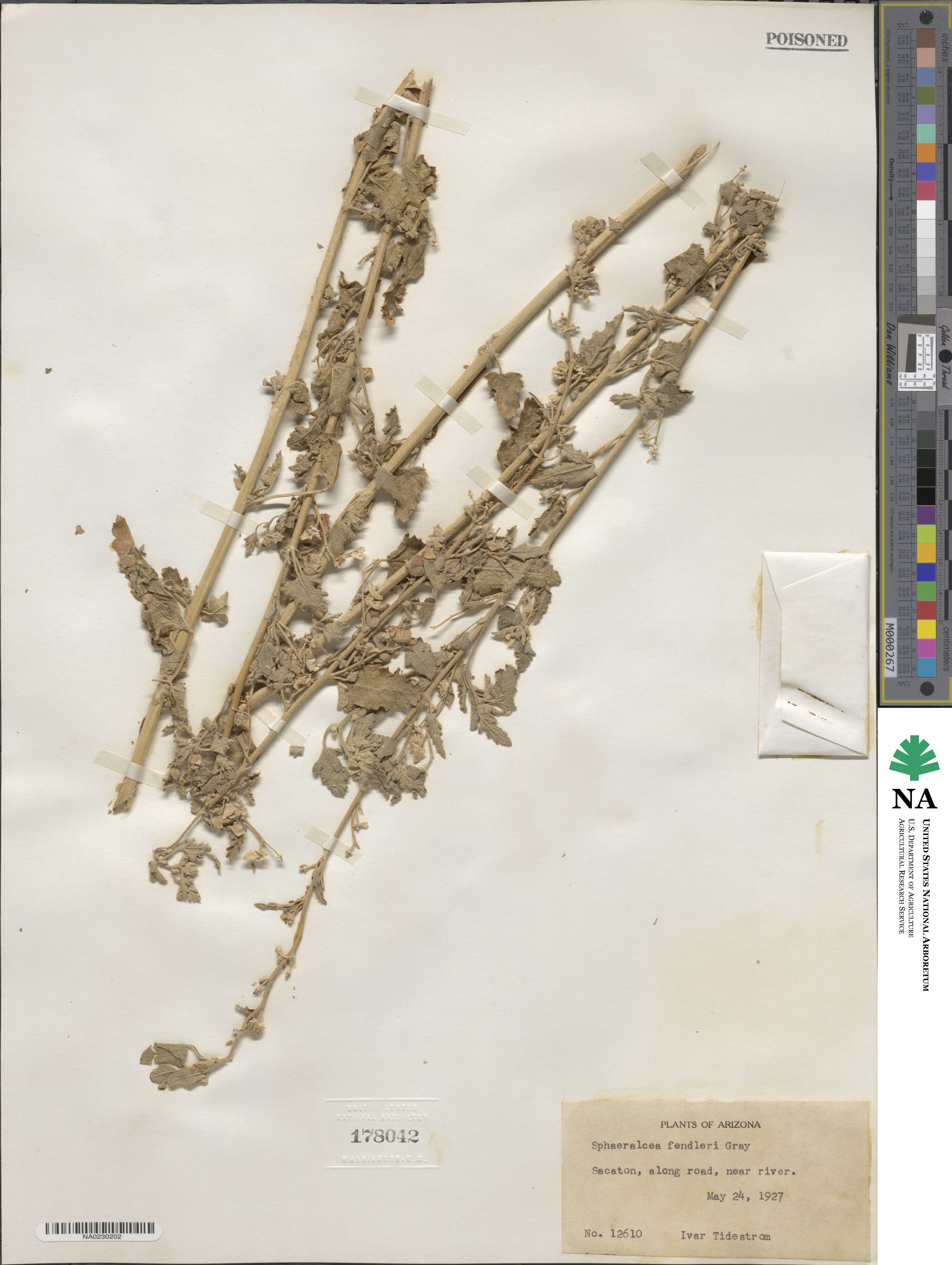 Sphaeralcea fendleri image