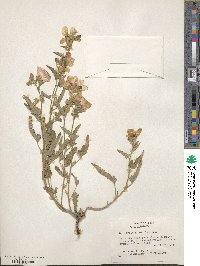 Sphaeralcea hastulata image