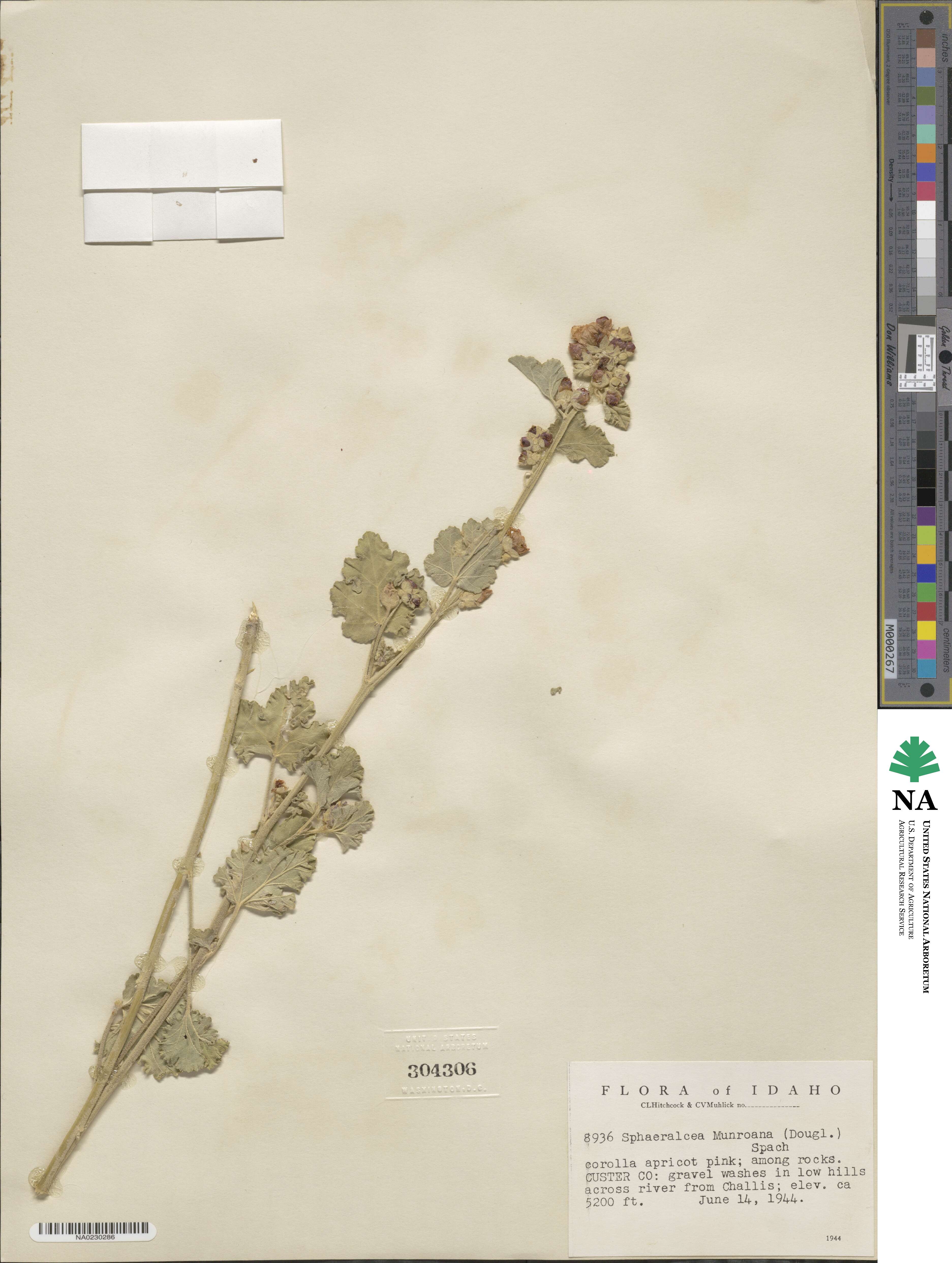 Sphaeralcea munroana image