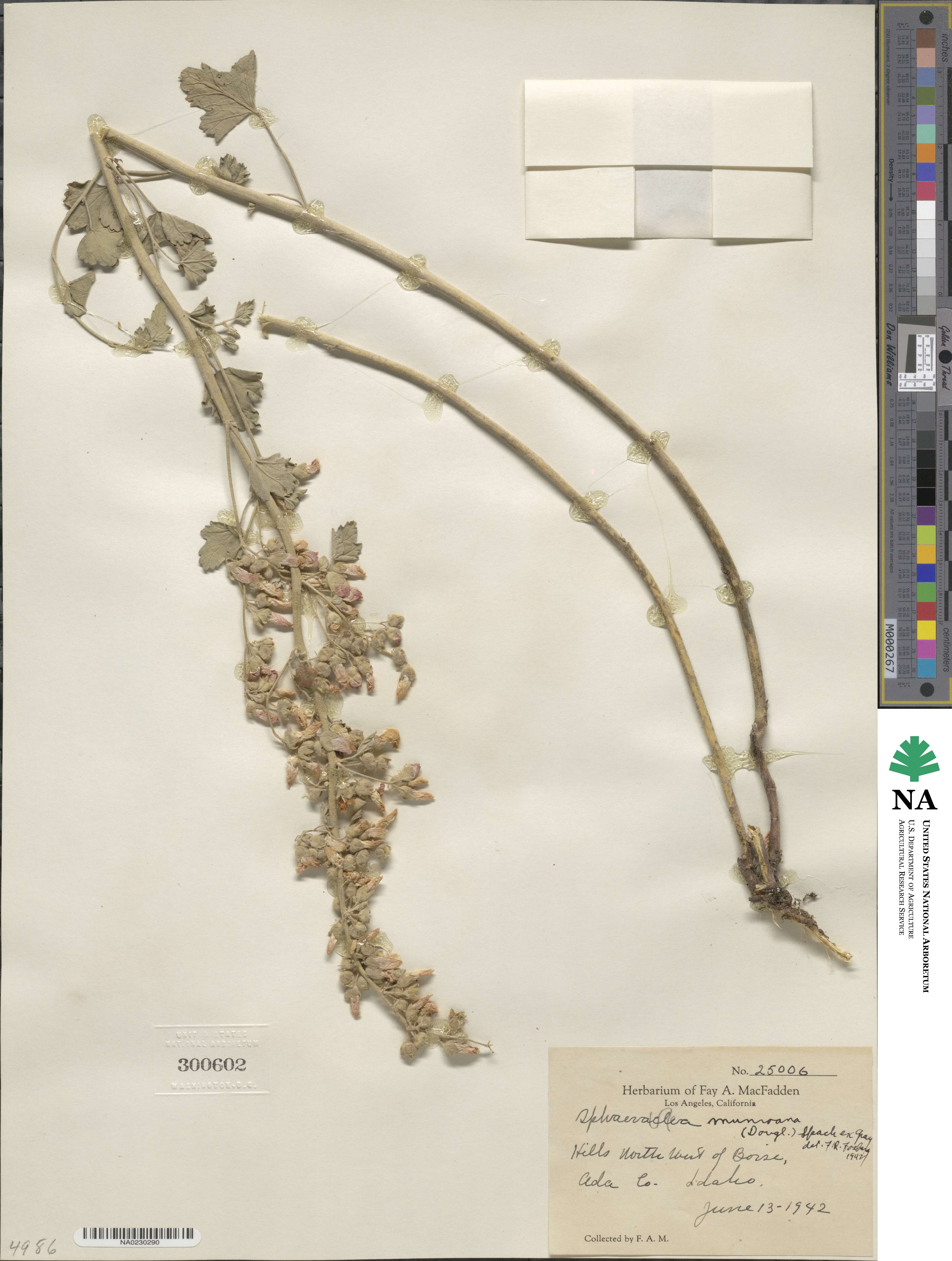Sphaeralcea munroana image
