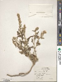 Sphaeralcea parvifolia image