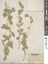 Sphaeralcea parvifolia image