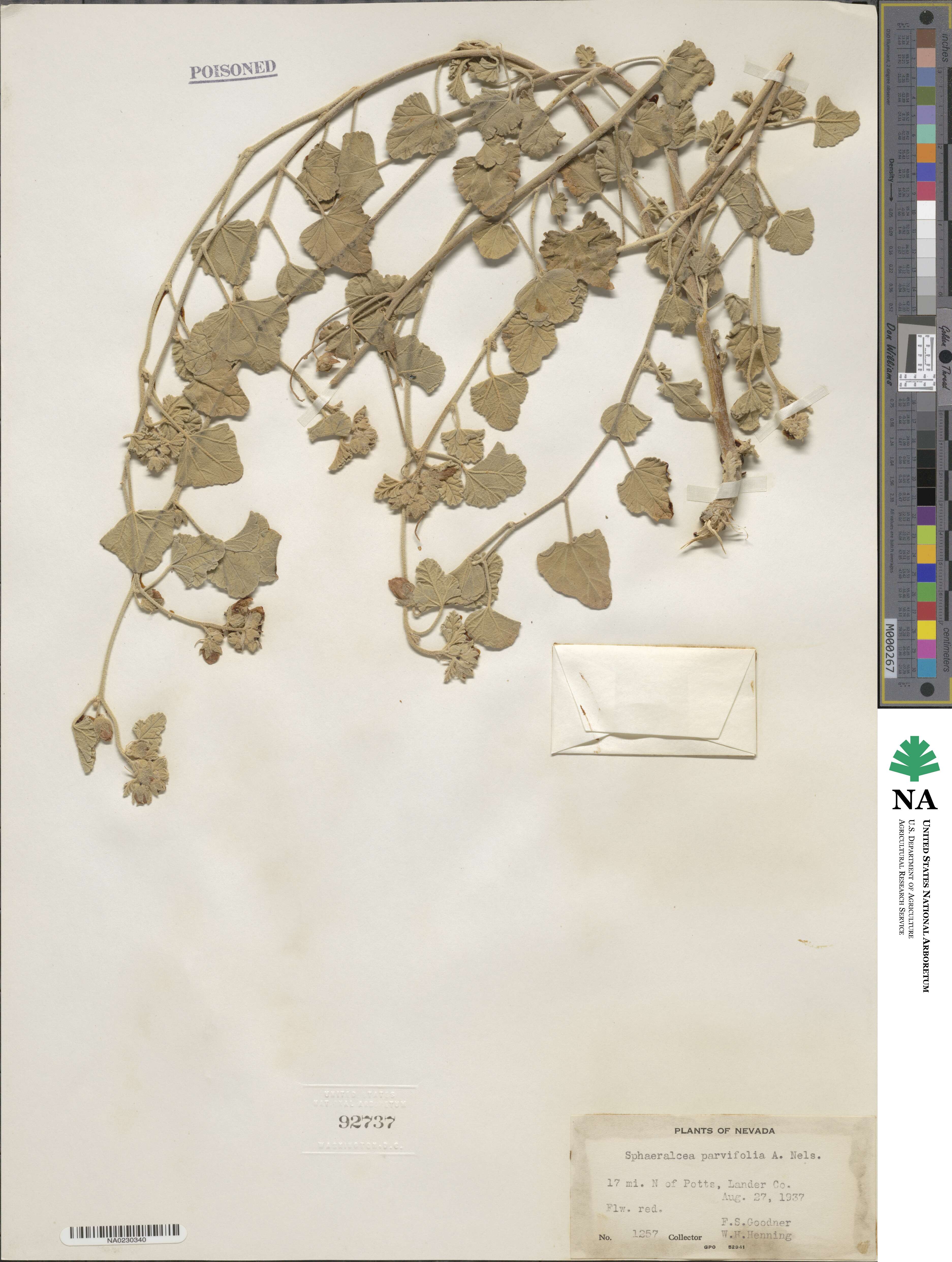 Sphaeralcea parvifolia image