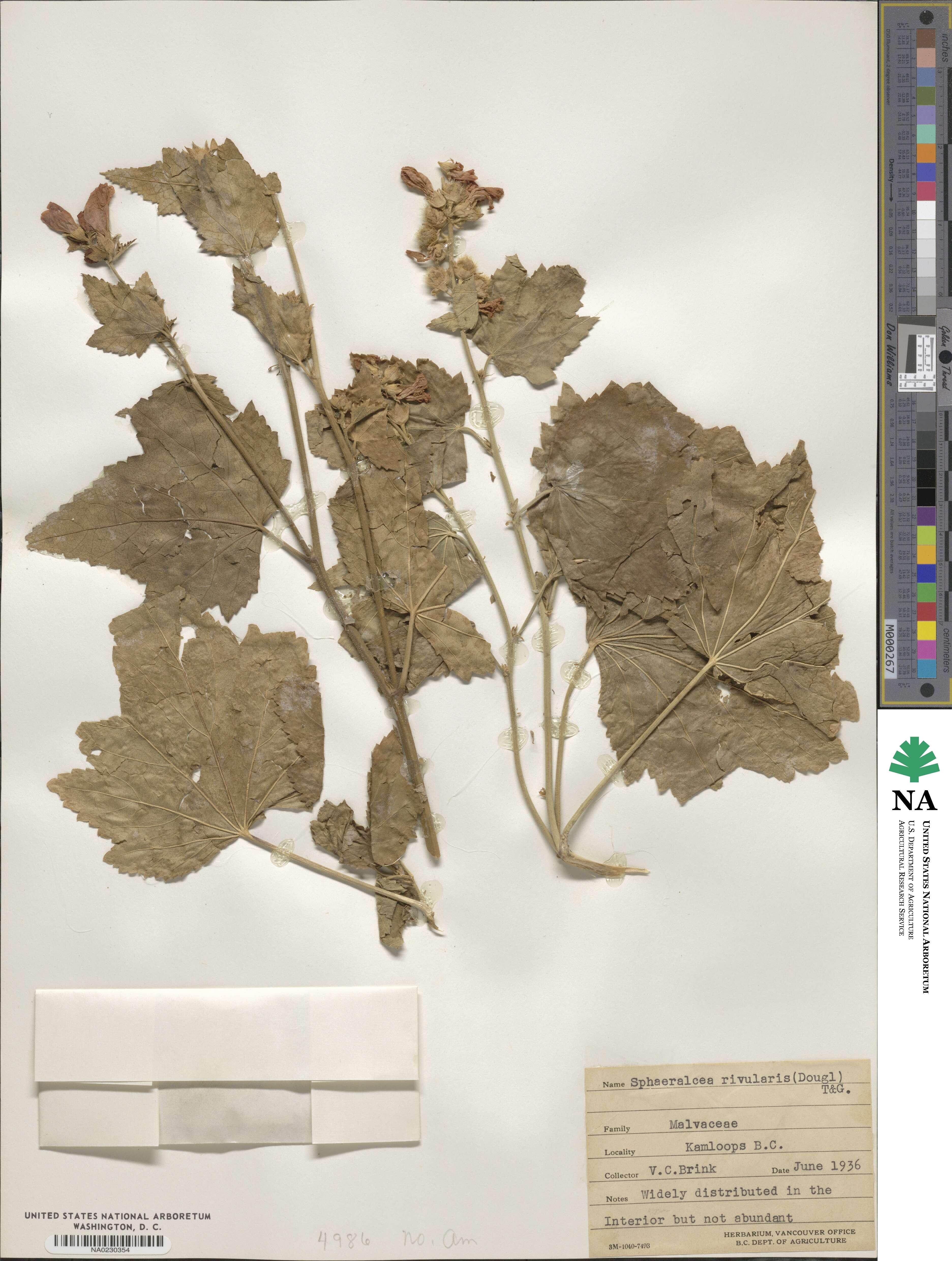 Iliamna rivularis image