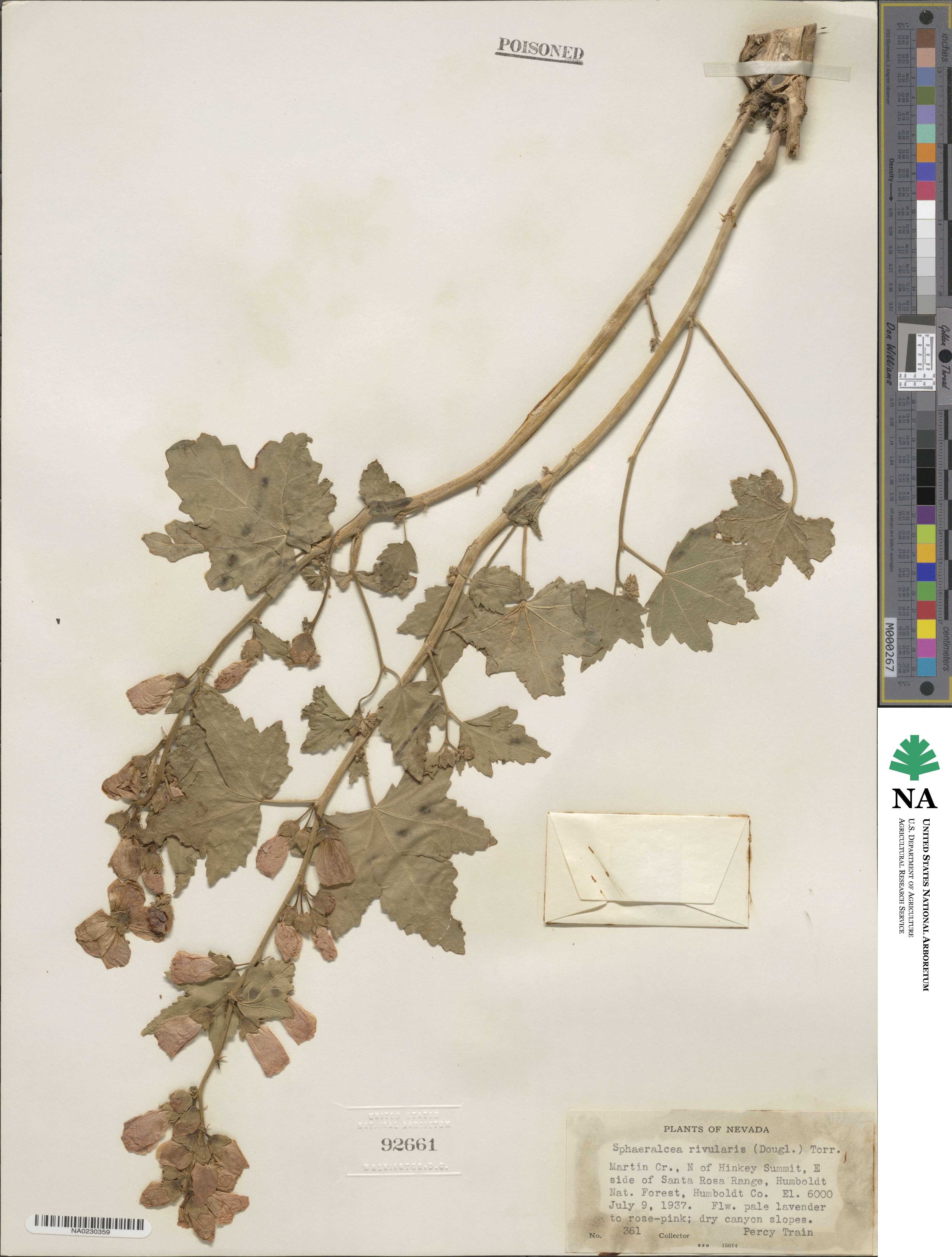 Iliamna rivularis image