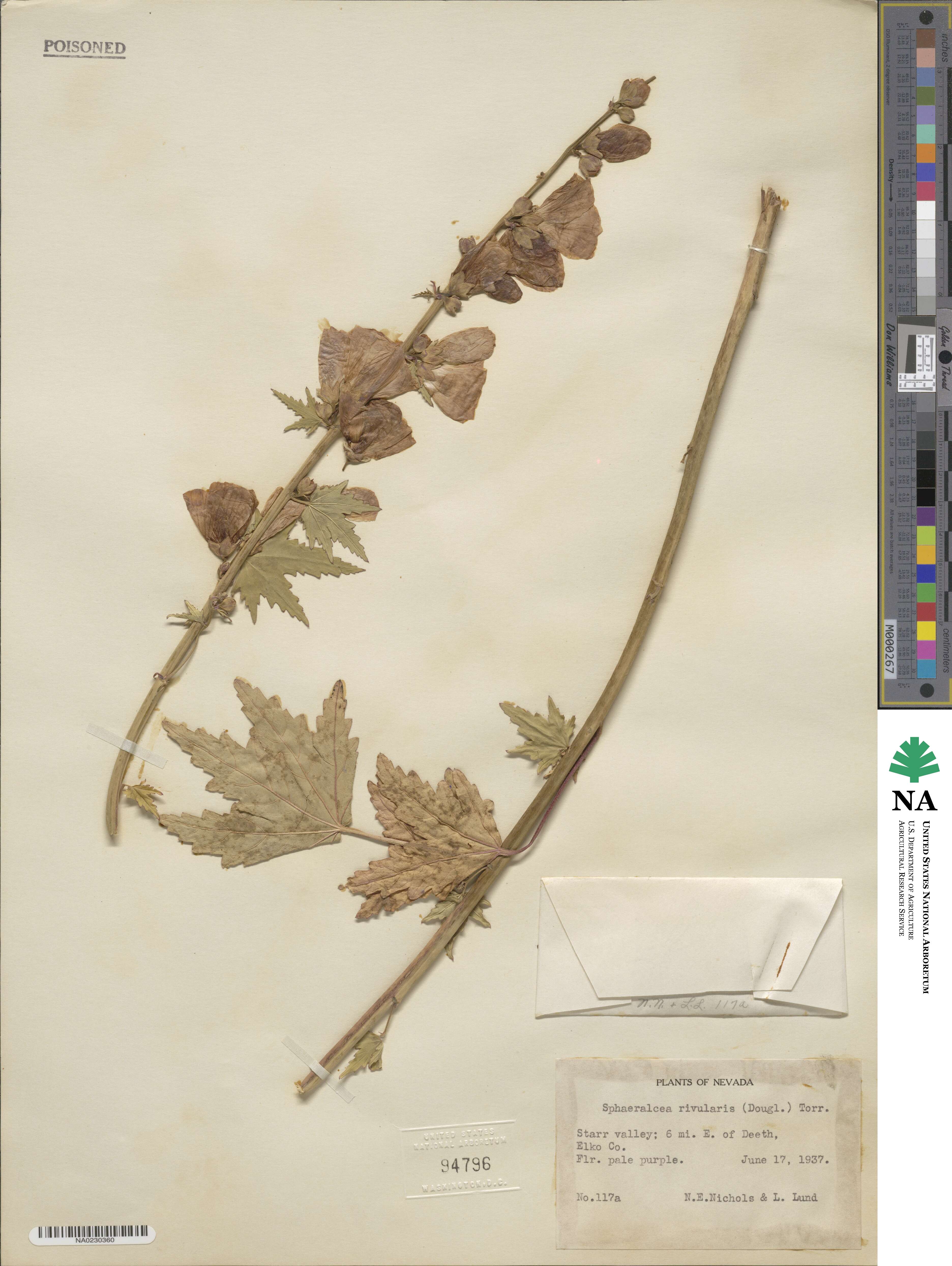 Iliamna rivularis image