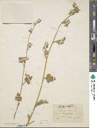 Sphaeralcea ambigua image