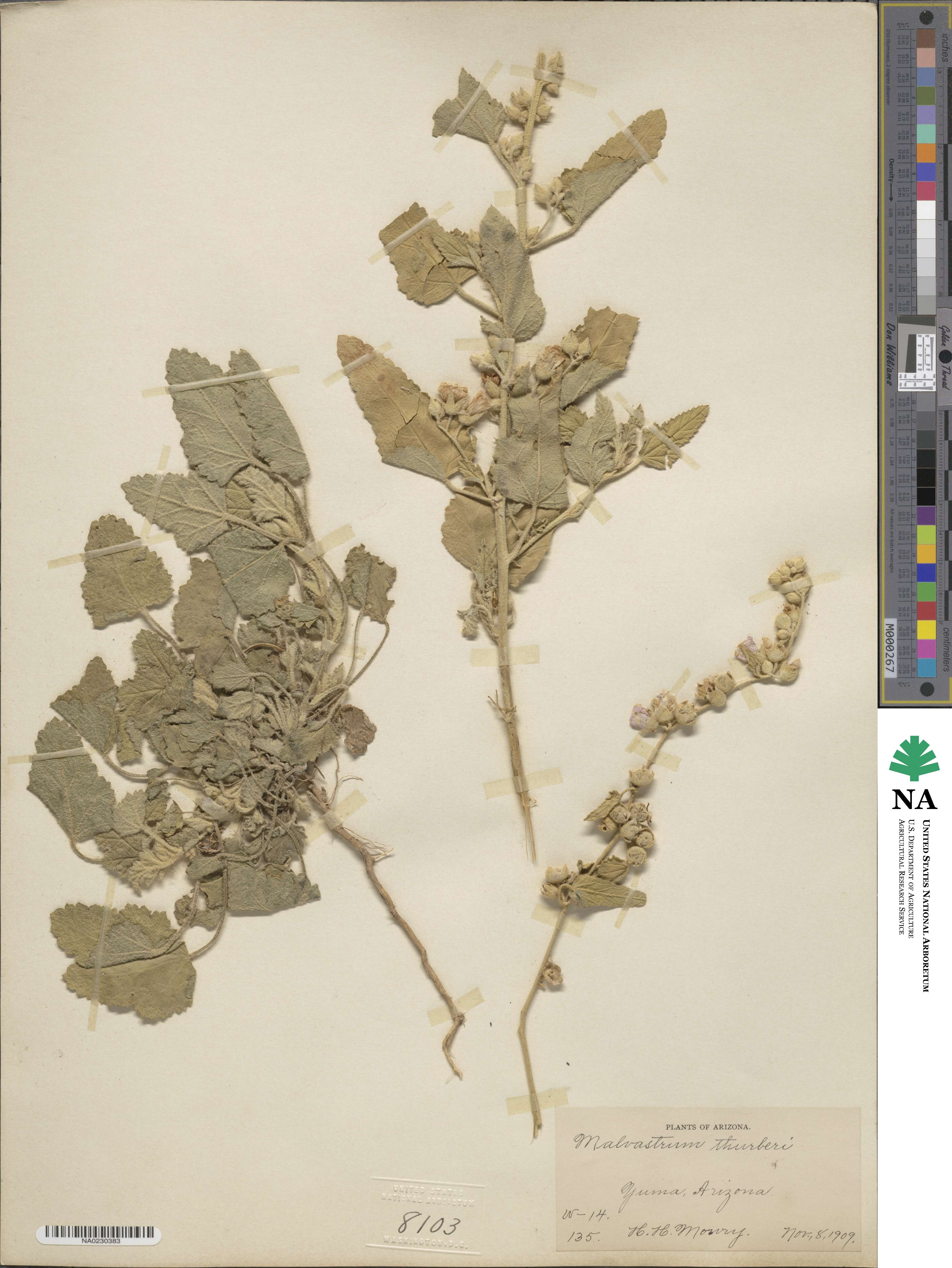 Malacothamnus fasciculatus image