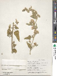 Sphaeralcea axillaris image