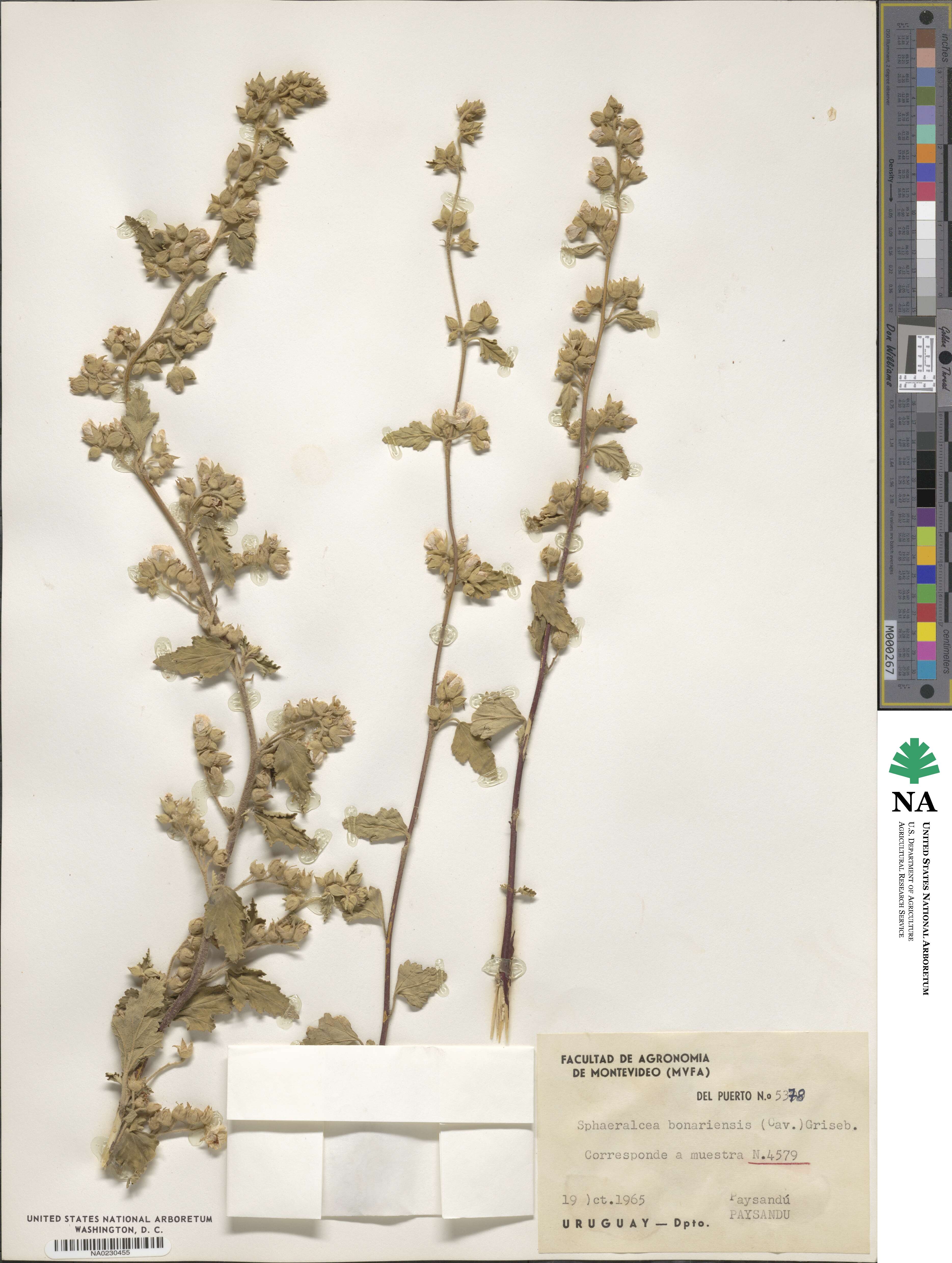 Sphaeralcea bonariensis image