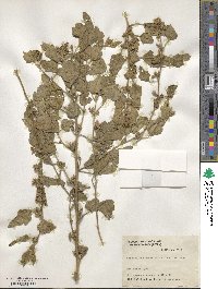 Sphaeralcea bonariensis image