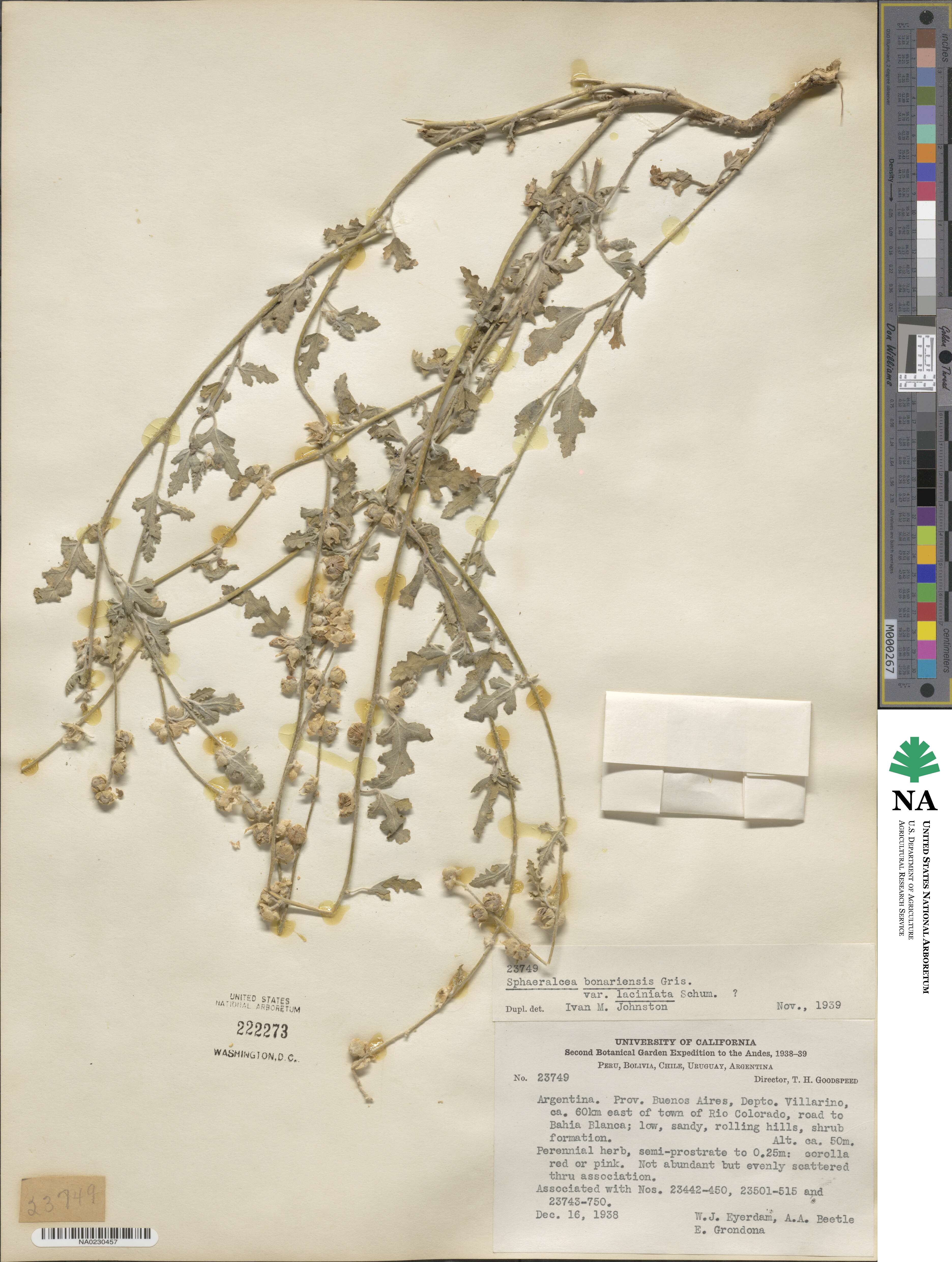 Sphaeralcea bonariensis image