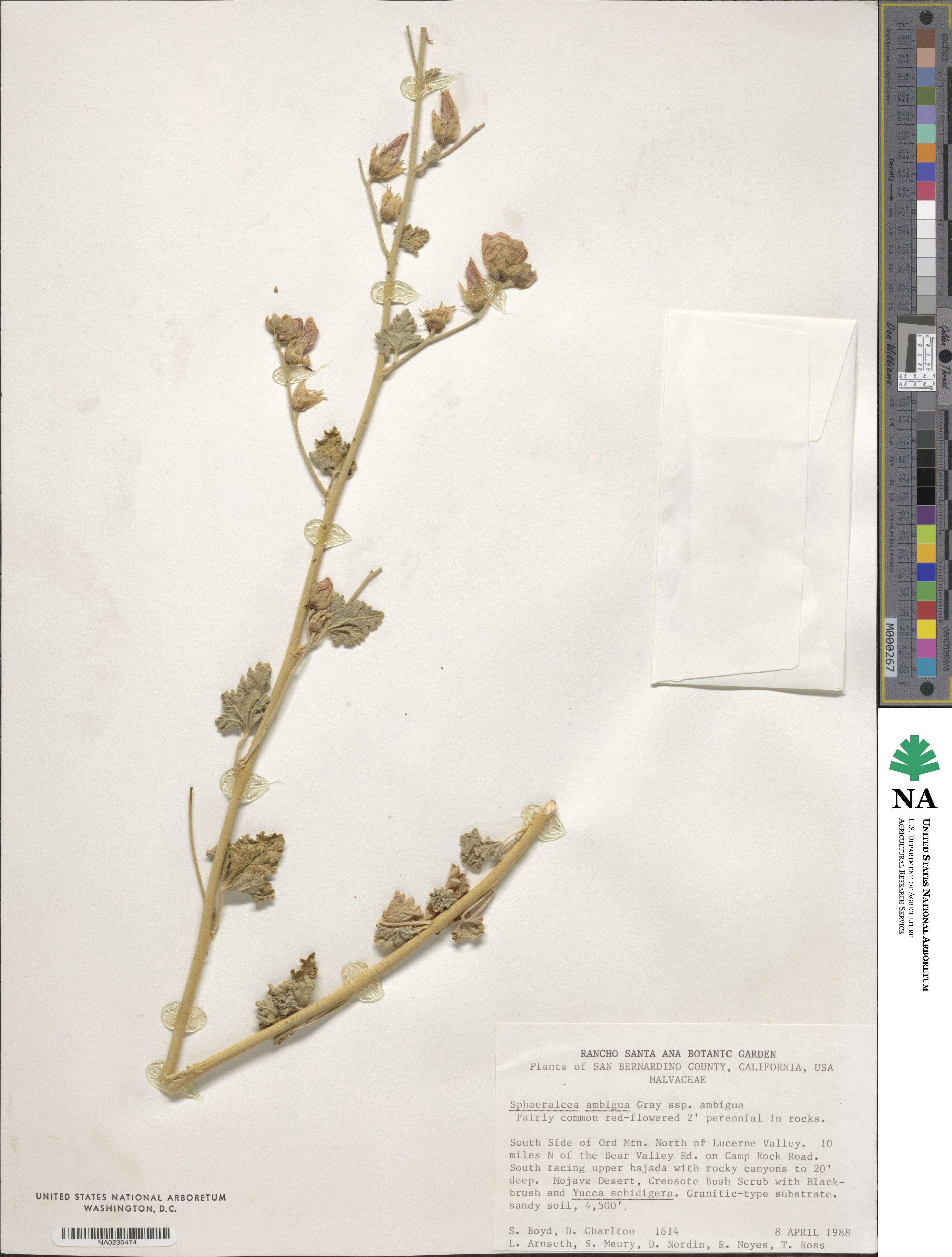 Sphaeralcea ambigua image