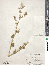 Sphaeralcea ambigua image